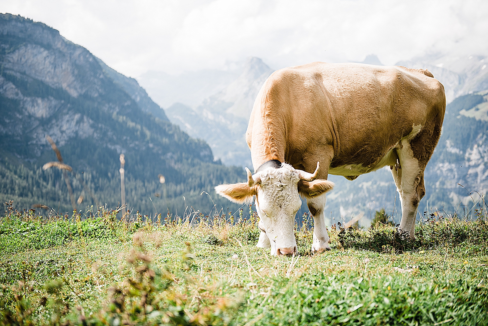 Swiss Cow Switzerland