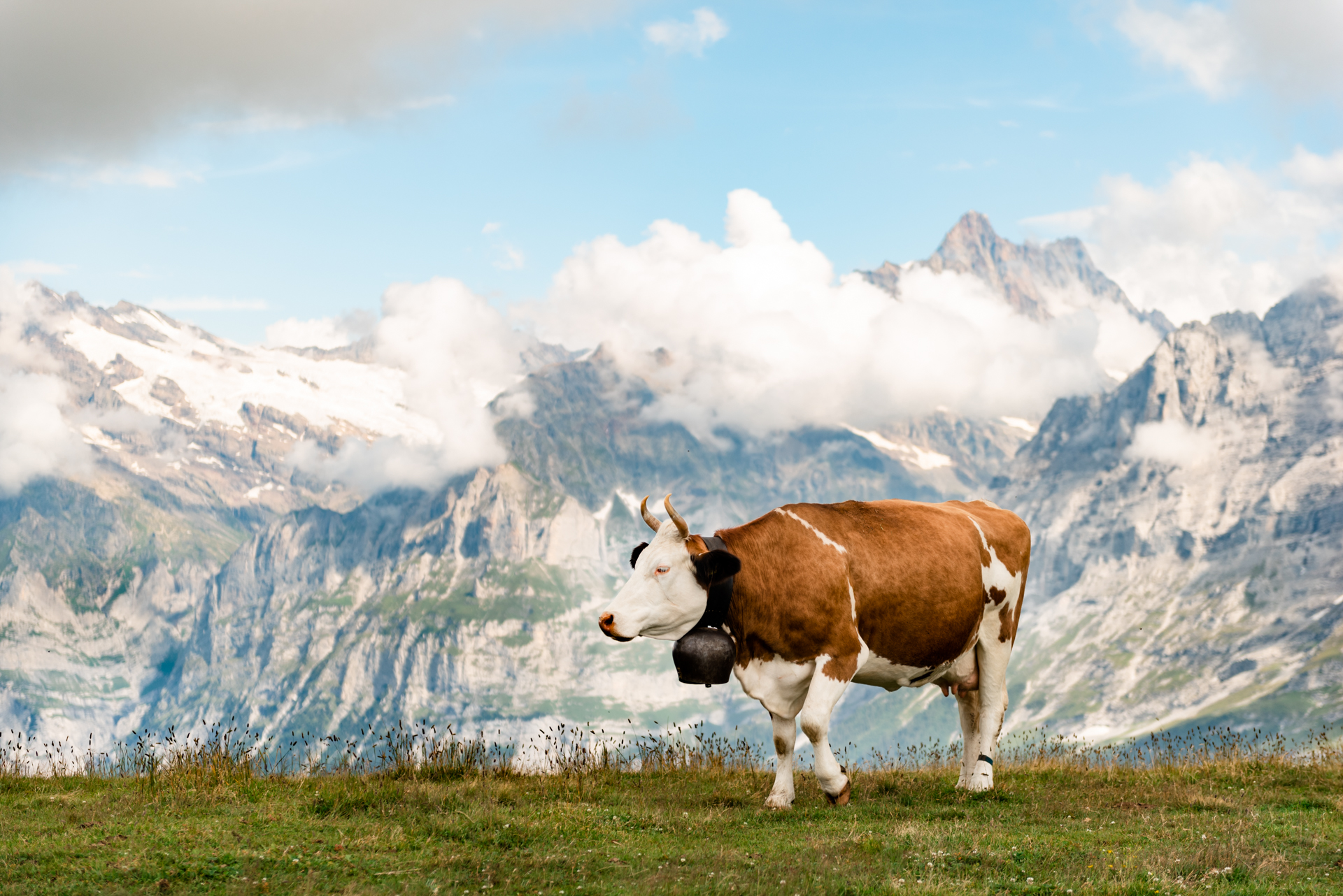 Covid Travel Swiss Cow and Alps