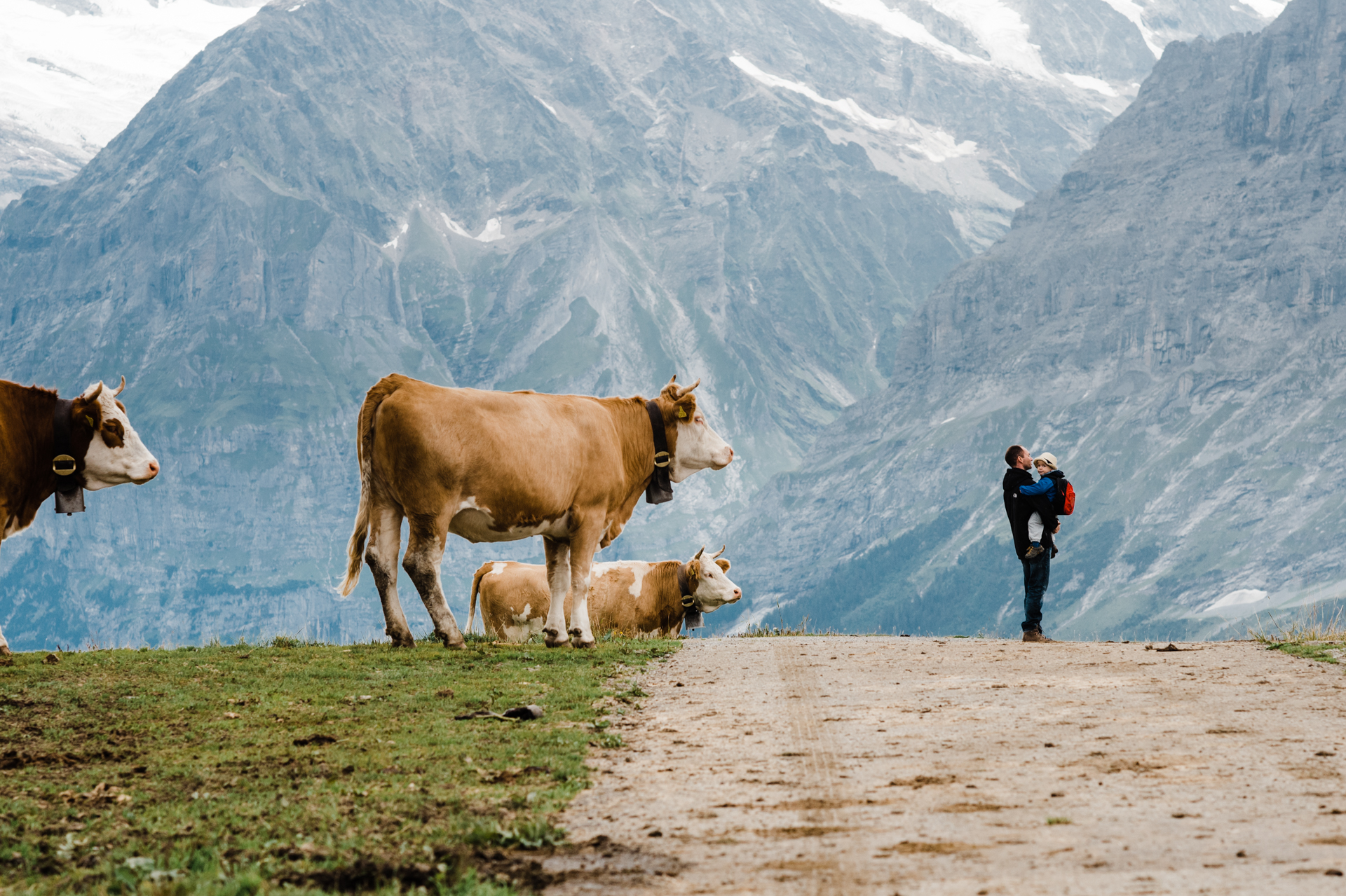 Expat Father and Son Swiss Cows in Alps Switzerland