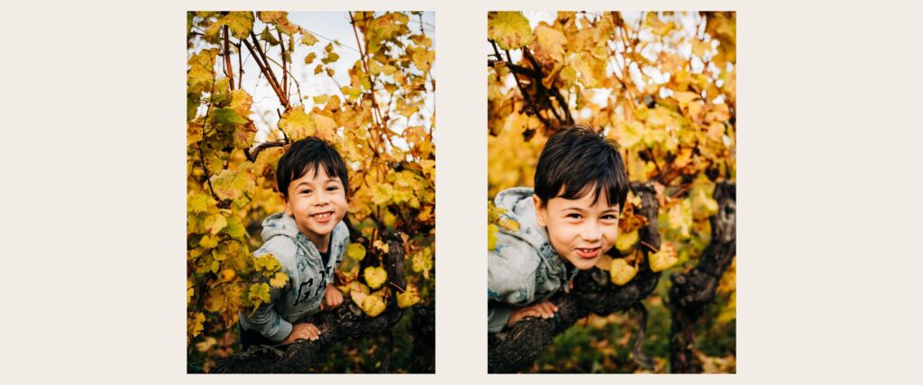 Young boy smiling while climbing through golden vineyard vines in Riquewihr, Alsace during family photoshoot